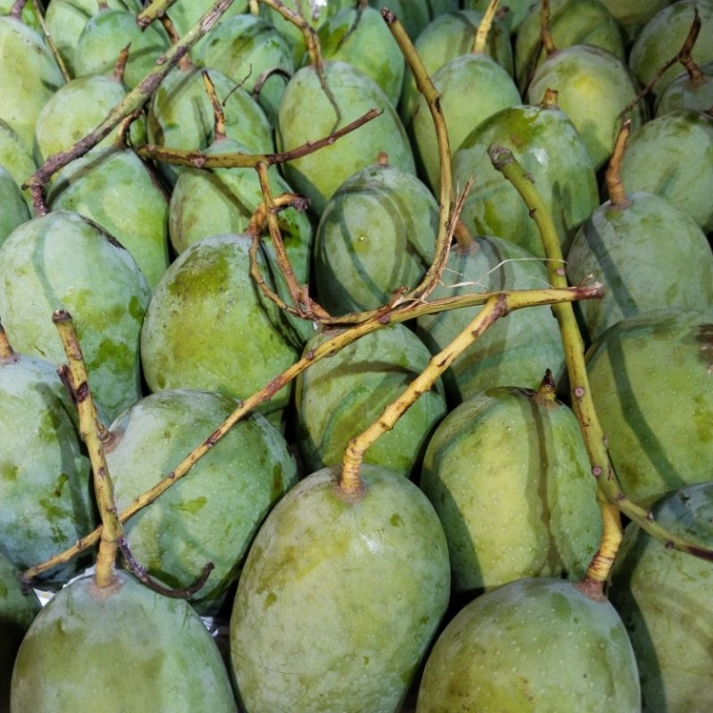 

mangga kweni kaweni manis