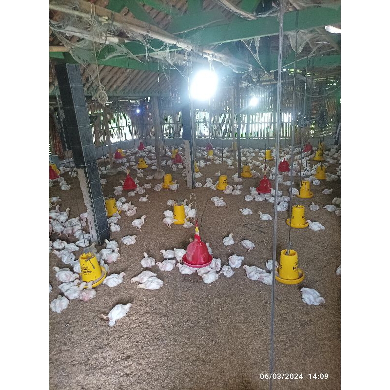 

Ayam Broiler Murah Grosir