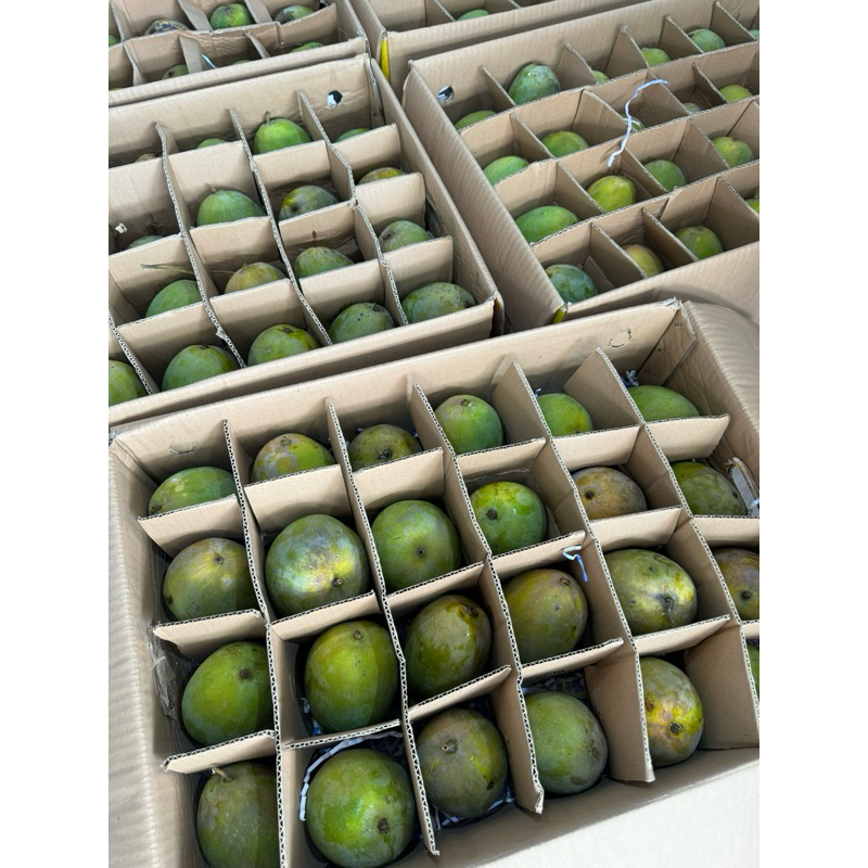 

mangga 1,085 kg