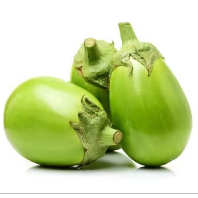 25 BENIH TERONG PONDOH HIJAU