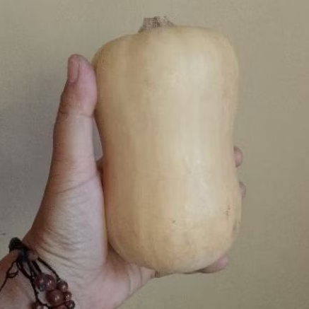 

labu butternut pumkin 1 buah