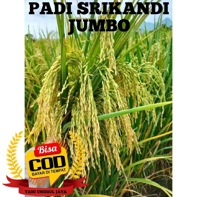Benih Padi Srikandi Jumbo Original 5kg