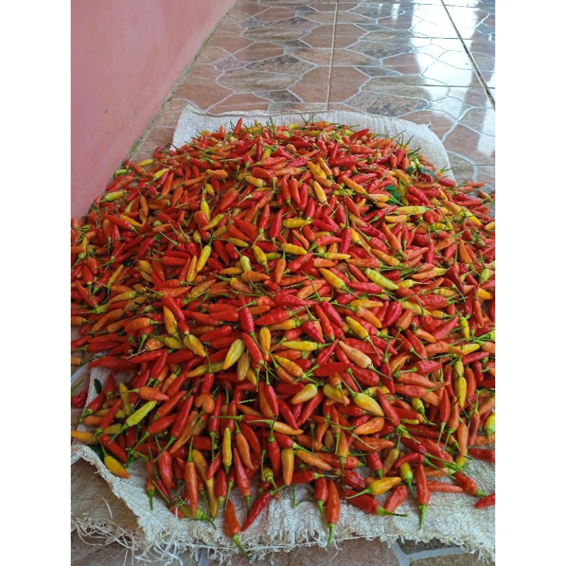 

cabe rawit merah ori 1 kg