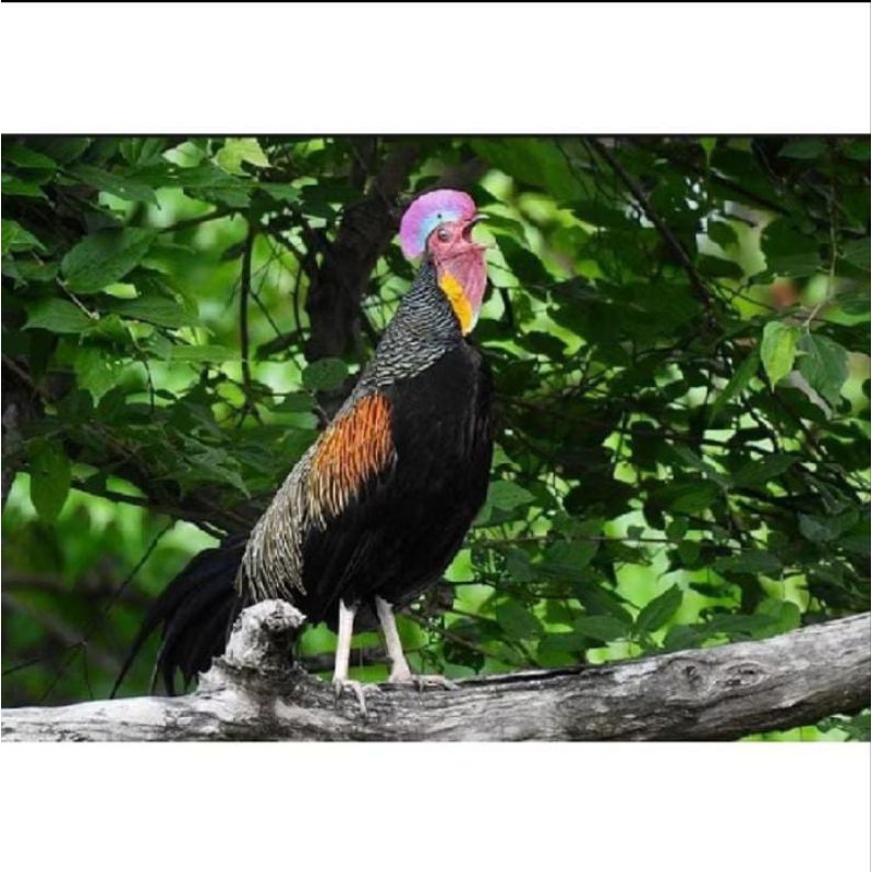 

PROMO/ TELUR AYAM HUTAN X JAWA / BAKISAR UNTUK DI TETASKAN