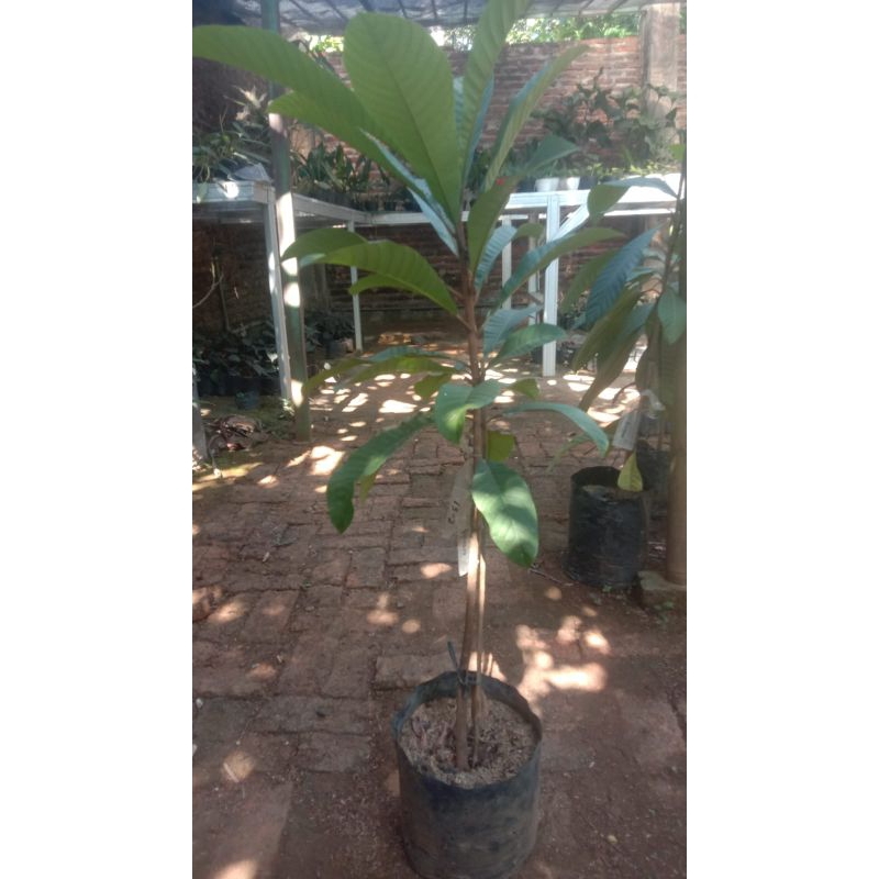 mamey sapote Havana ( sambung susu )