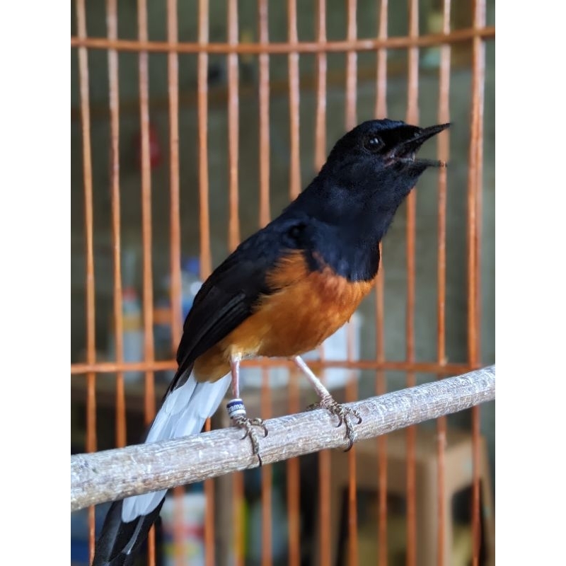 Murai Batu Medan Gacor/Pastol Harga Di 2jtan saja murah meriah