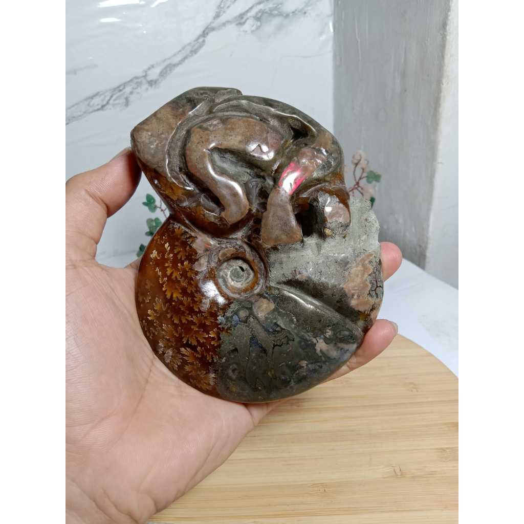 Natural Snail Fossil Keong tentacle Speciment (Ammonite with tentacle) (1)