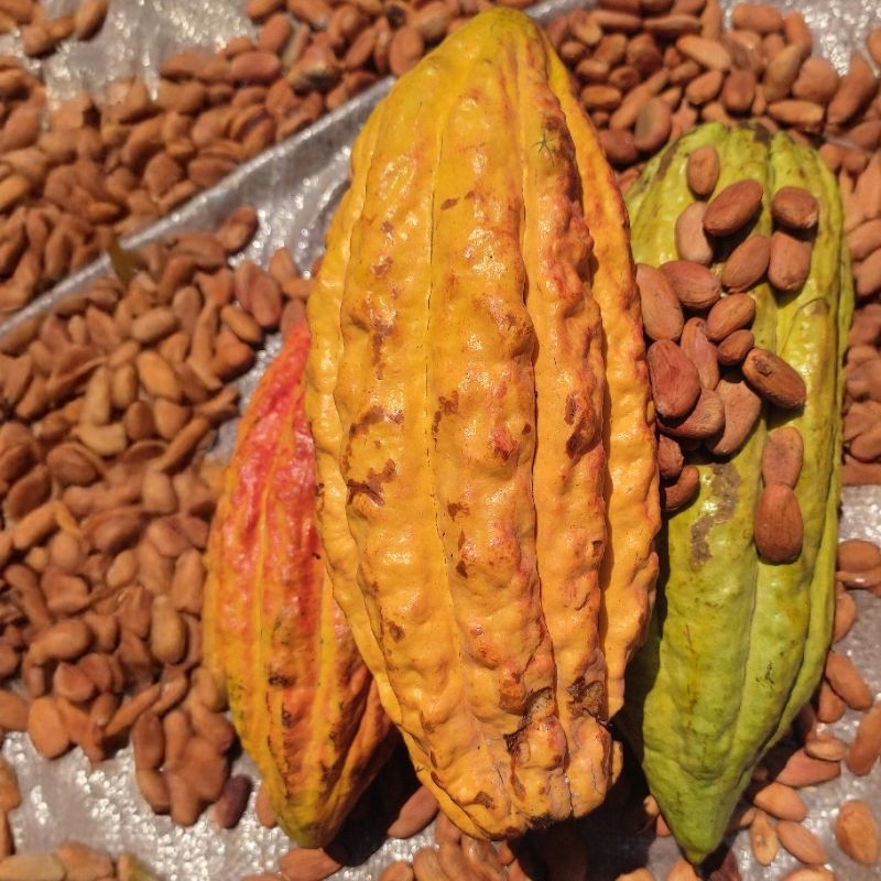 

Buah Coklat/Choco Chocolate Fruit 100% Matang Dari Pohon Fresh