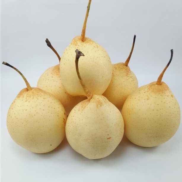 

Buah Pear Ya Lie 1 Kg - Fresh, Manis dan Segar