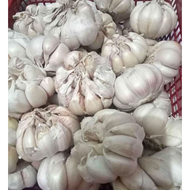 

BAWANG PUTIH Super Fress 1 Kg