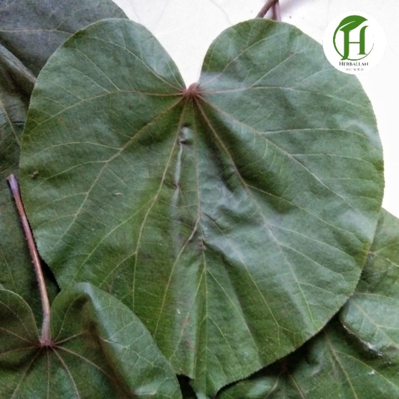 

Daun Waru Segar 1 Kg