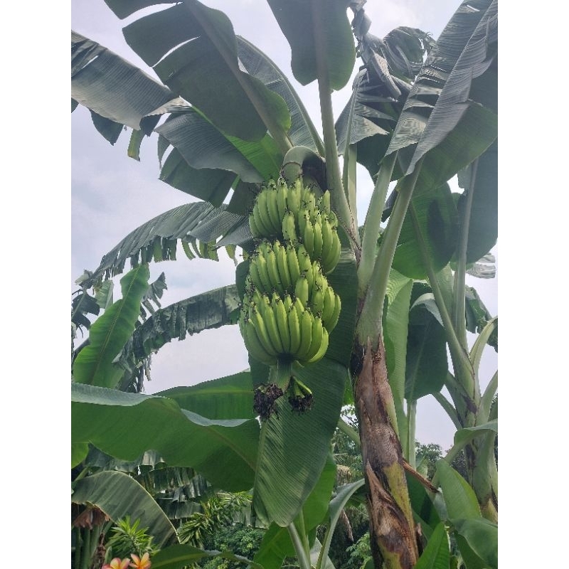 

Bibit Pisang Kepok Kuning / Cavendish / Raja Sereh / Lampung / Nangka