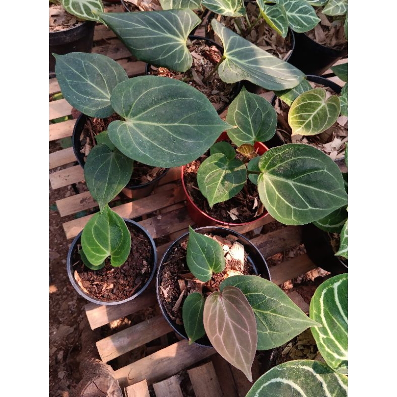 anthurium king of spades