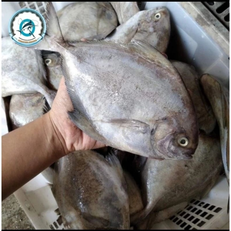 

Ikan bawal hitam