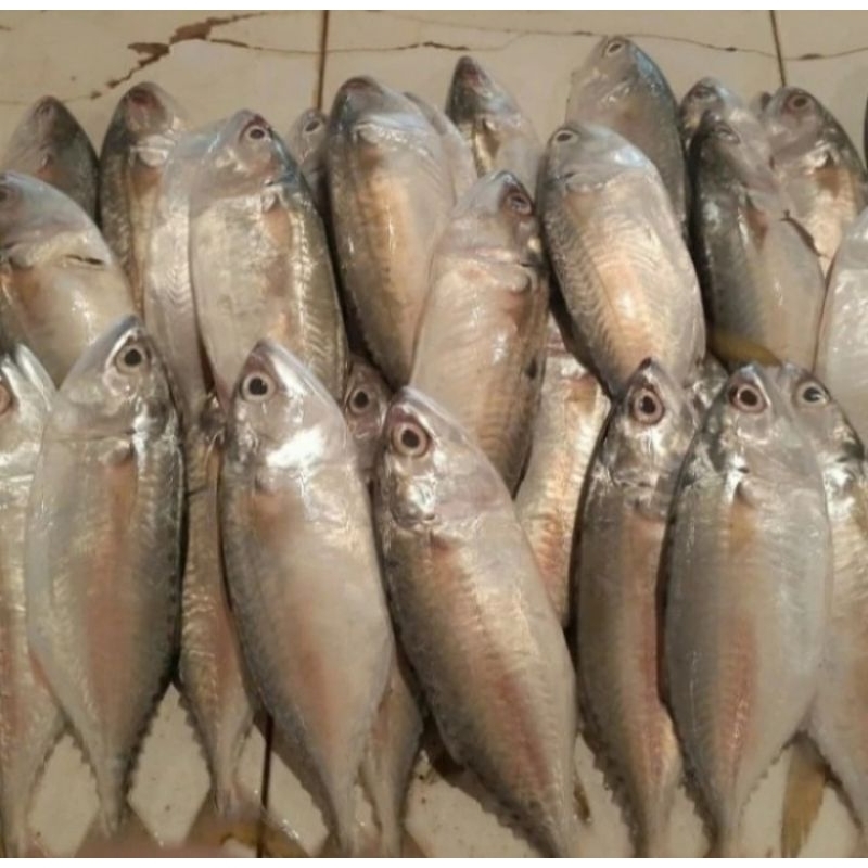 

Ikan kembung