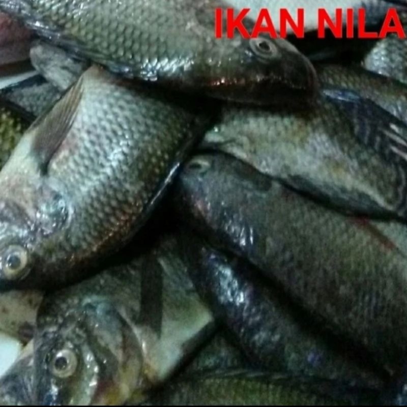 

Ikan Nila hitam/jaer hitam