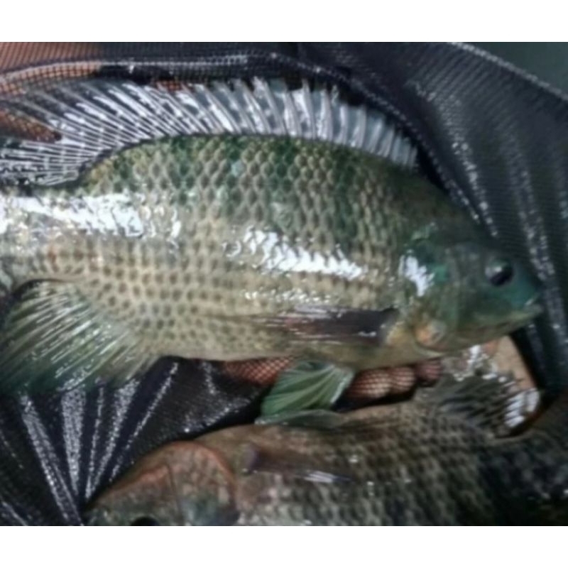 

Ikan Nila Hitam Hidup