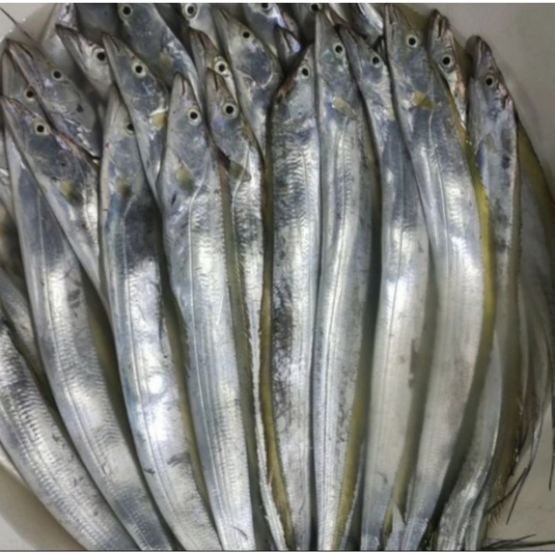 

Ikan Layur