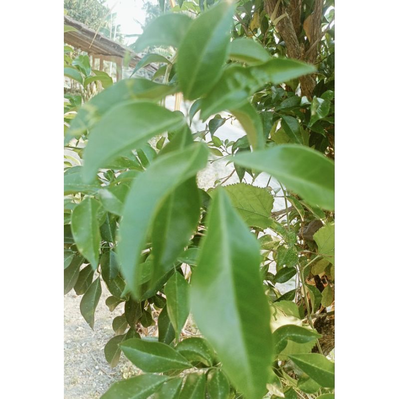 

Daun Kemuning