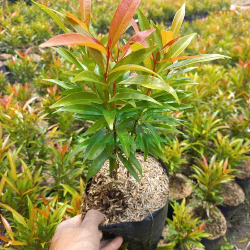 KEBUN_SUBUR - Bibit Pucuk Merah Siap Tanam