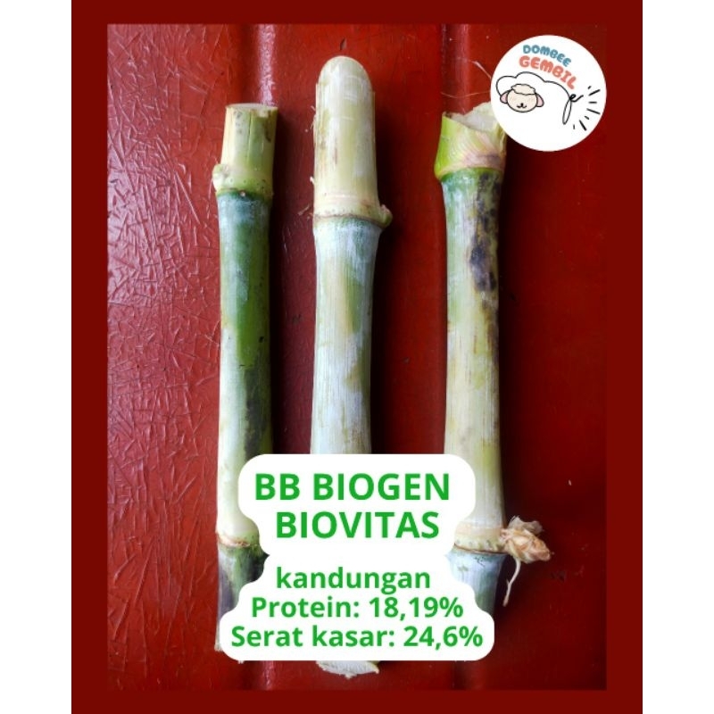 Bibit Rumput Biovitas BB Biogen