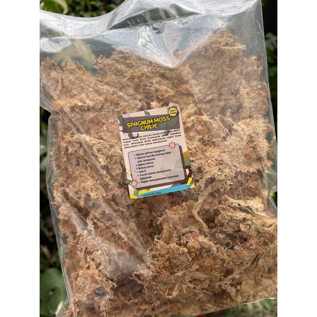 Spagnum moss media tanam 100 gr Spagnum Moss Chile