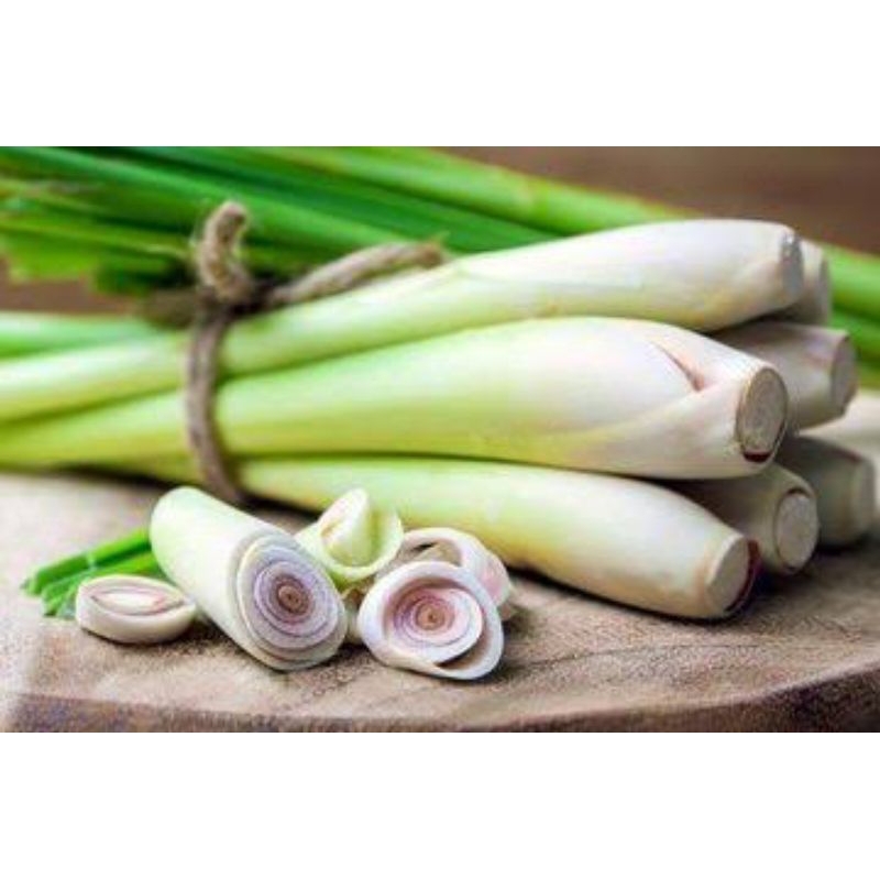 

Serai atau Sereh Segar 1 Ikat 150 gram