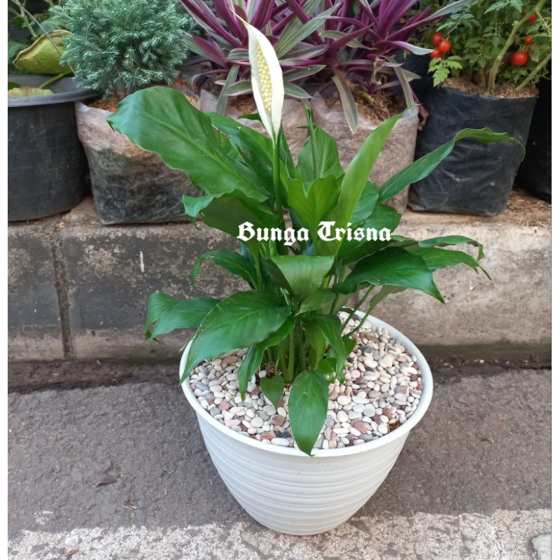 PAKET LENGKAP TANAMAN HIAS PEACE LILY / BUNGA PEACE LILY INDOOR / PEACE LILY CANTIK