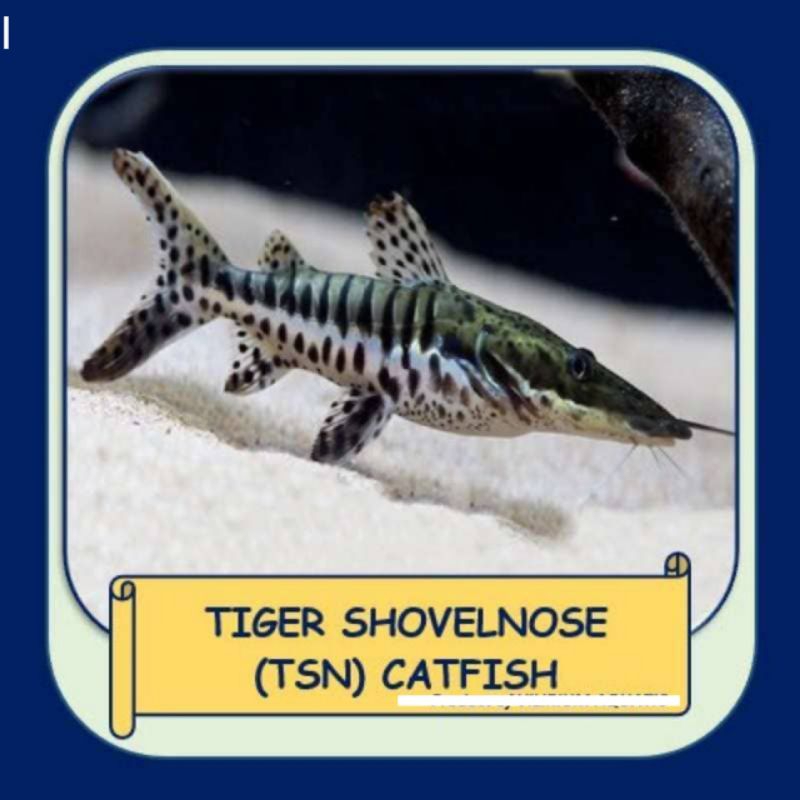 Hiasan tiger solvenose catfish TSN