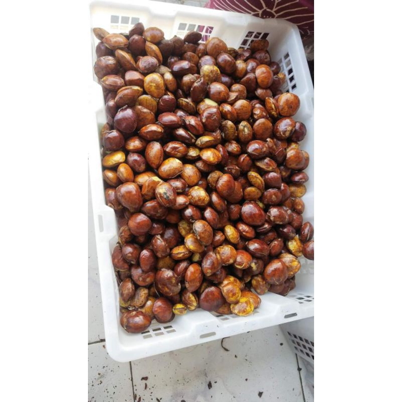 

Jengkol Tua 1kg Freshh sudah di sortir