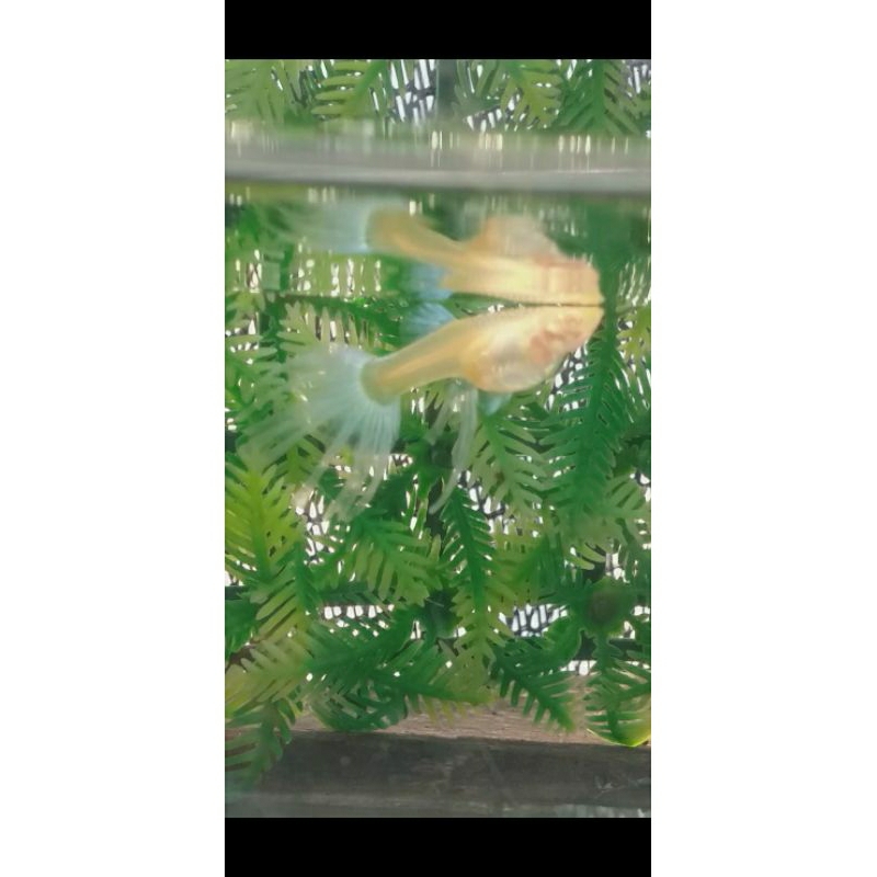 Guppy Sky Blue Swr