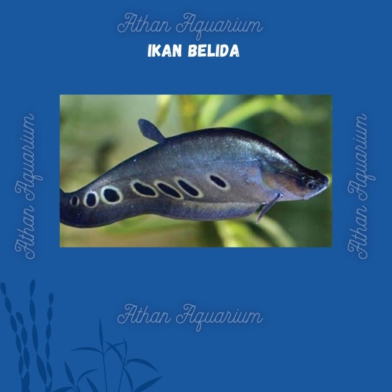 

IKAN Belida Bangkok uk 10-12cm