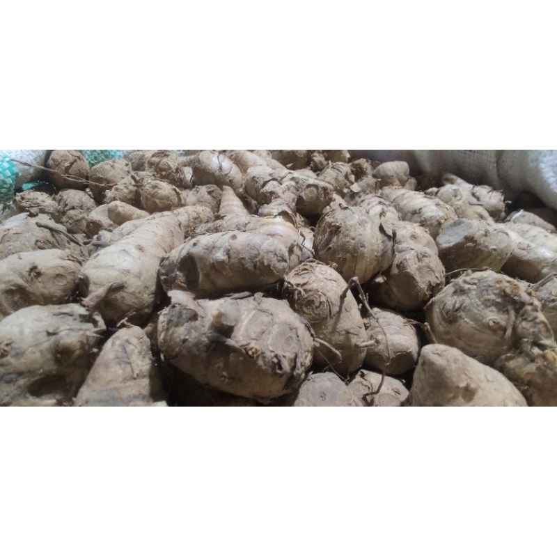 

Biang Kunyit •500Gram