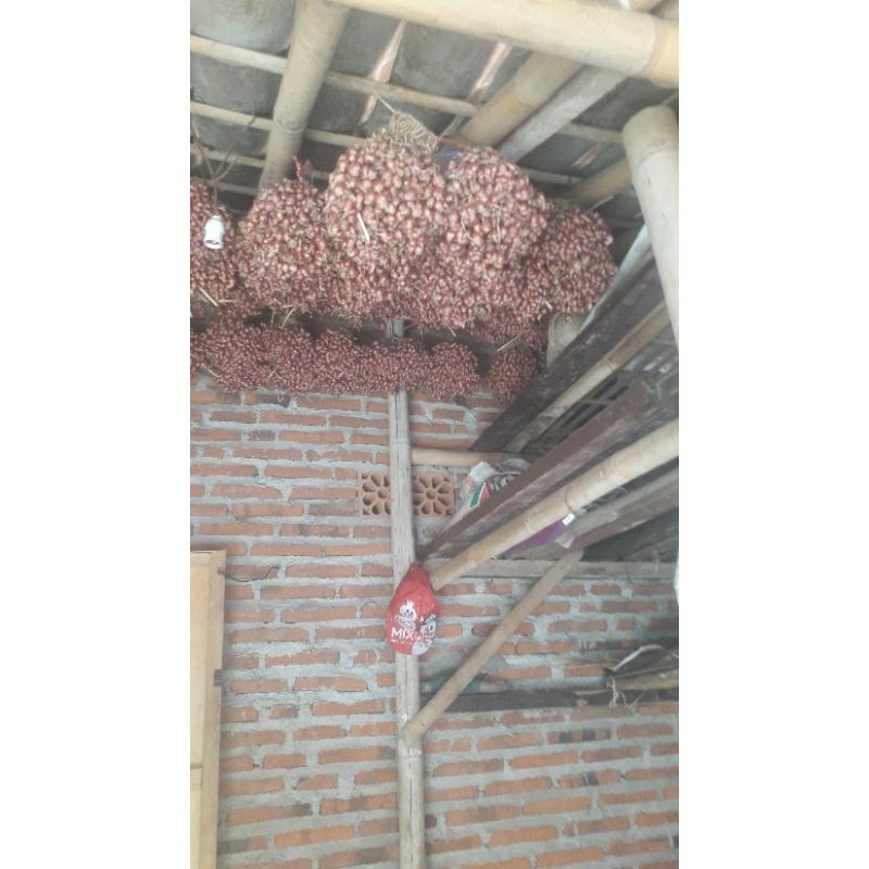 

bawang merah brebes