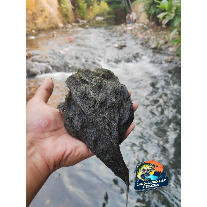lumut batu umpan mancing nila / mujair paling jitu