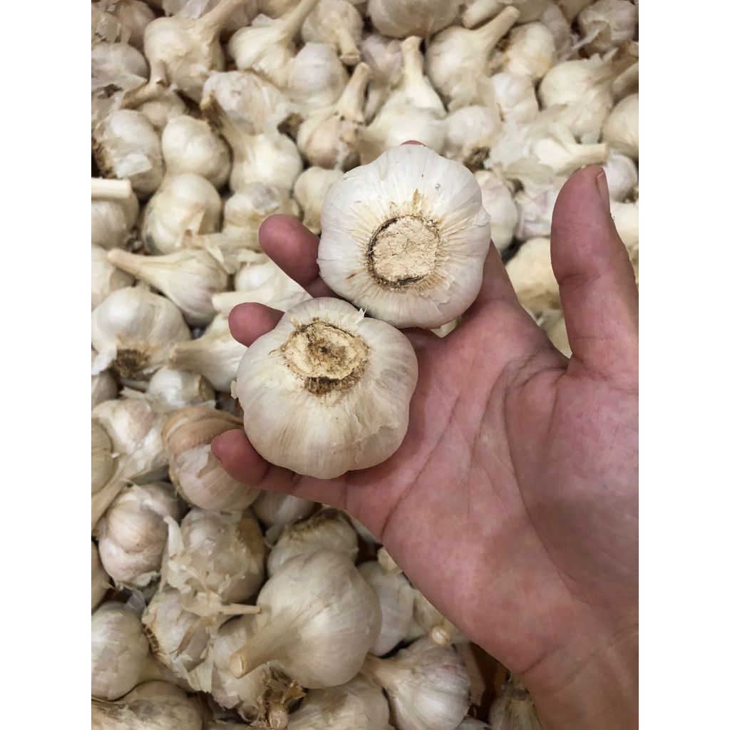 

BAWANG PUTIH KATING 1ZAK ISI 20KG INSTANT DAN CARGO ONLY