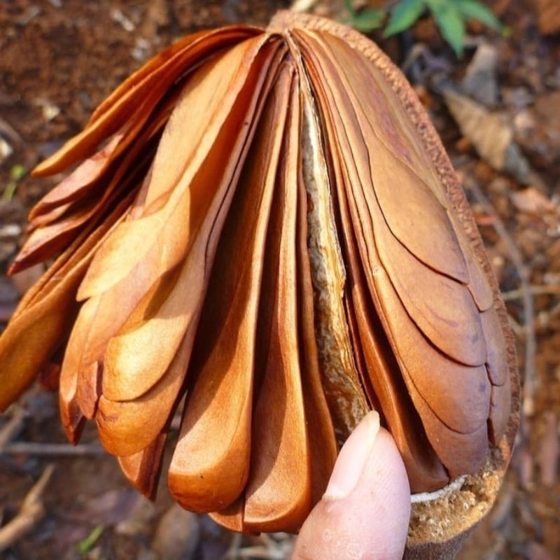 

Buah Mahoni Utuh | Biji Mahoni Utuh | Mahoni