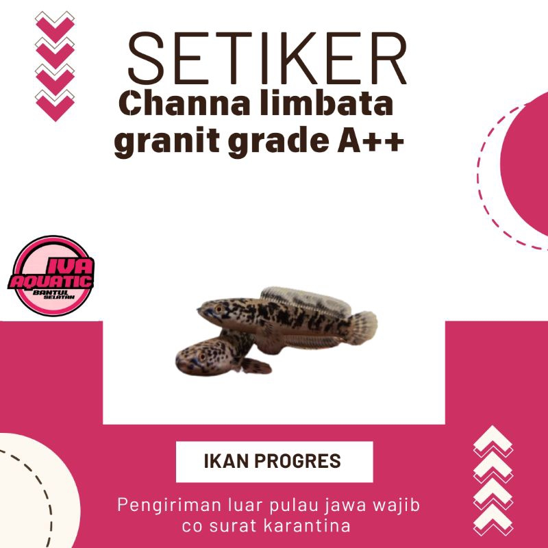 

Stiker Limbata Granit Grade A++