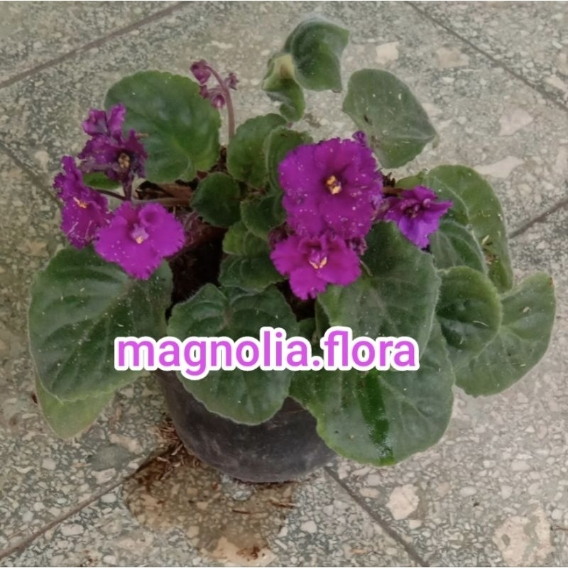 Begonia violces ungu keriting / bibit tanaman hias bunga