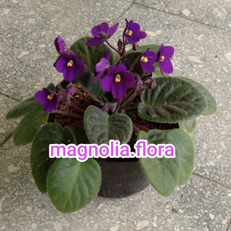 Begonia violces ungu biasa tidak tumpuk / bibit tanaman hias bunga