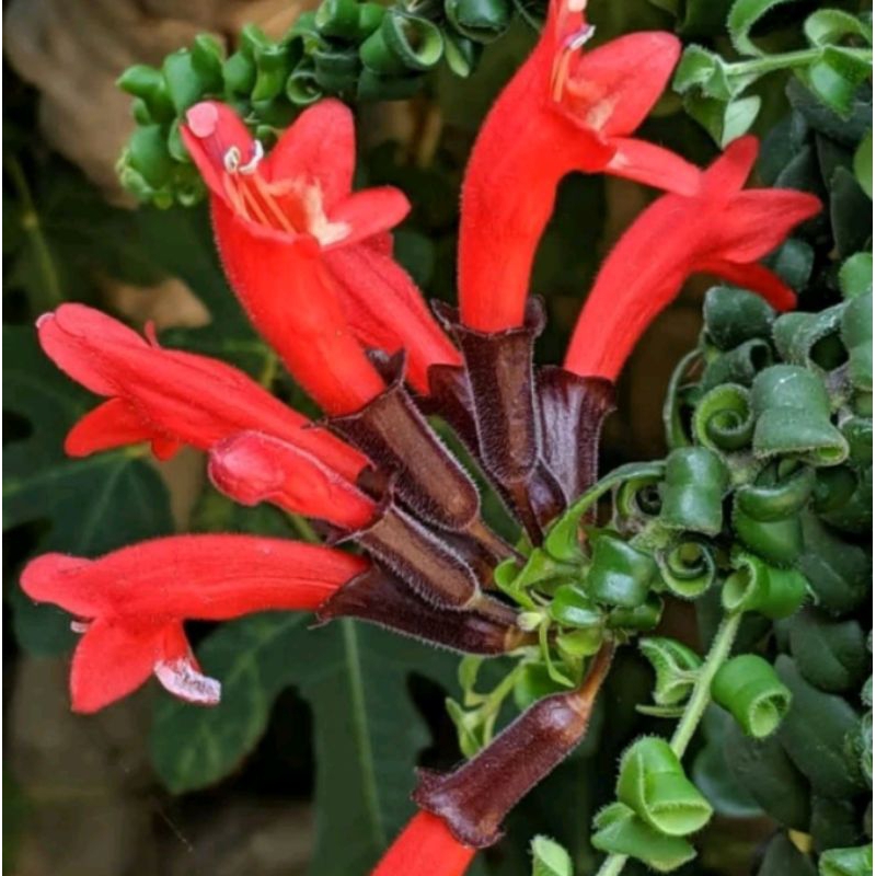 lipstik merah tanaman hias