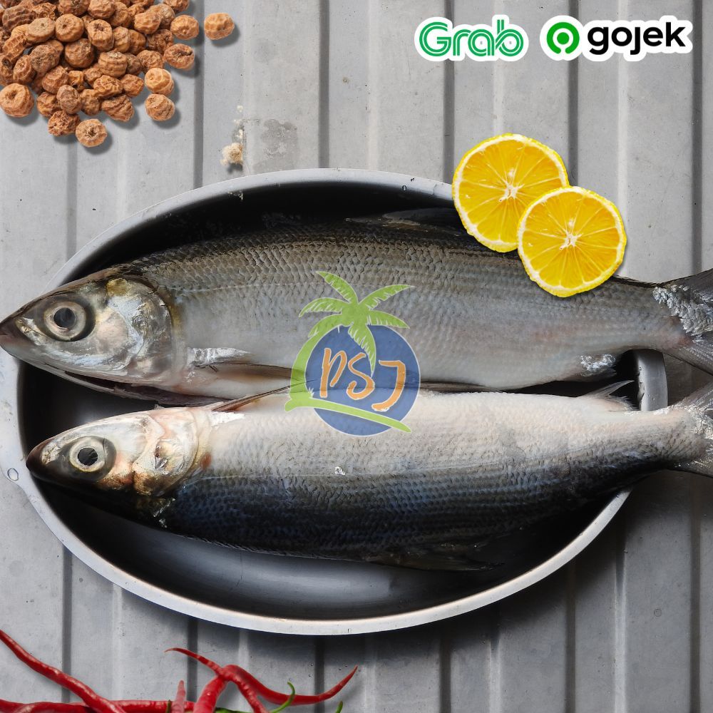 

Ikan Bandeng Segar Sz Jumbo 500gr - Fresh 1 kg isi 2 ekor