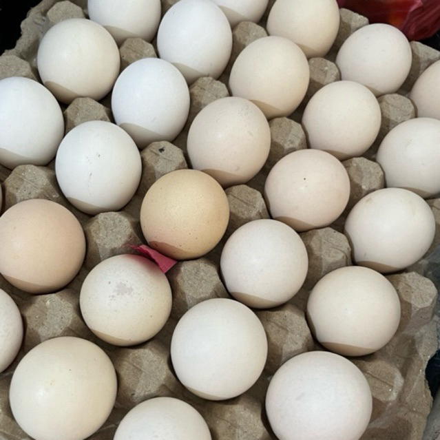 

TELUR AYAM KAMPUNG 6pcs