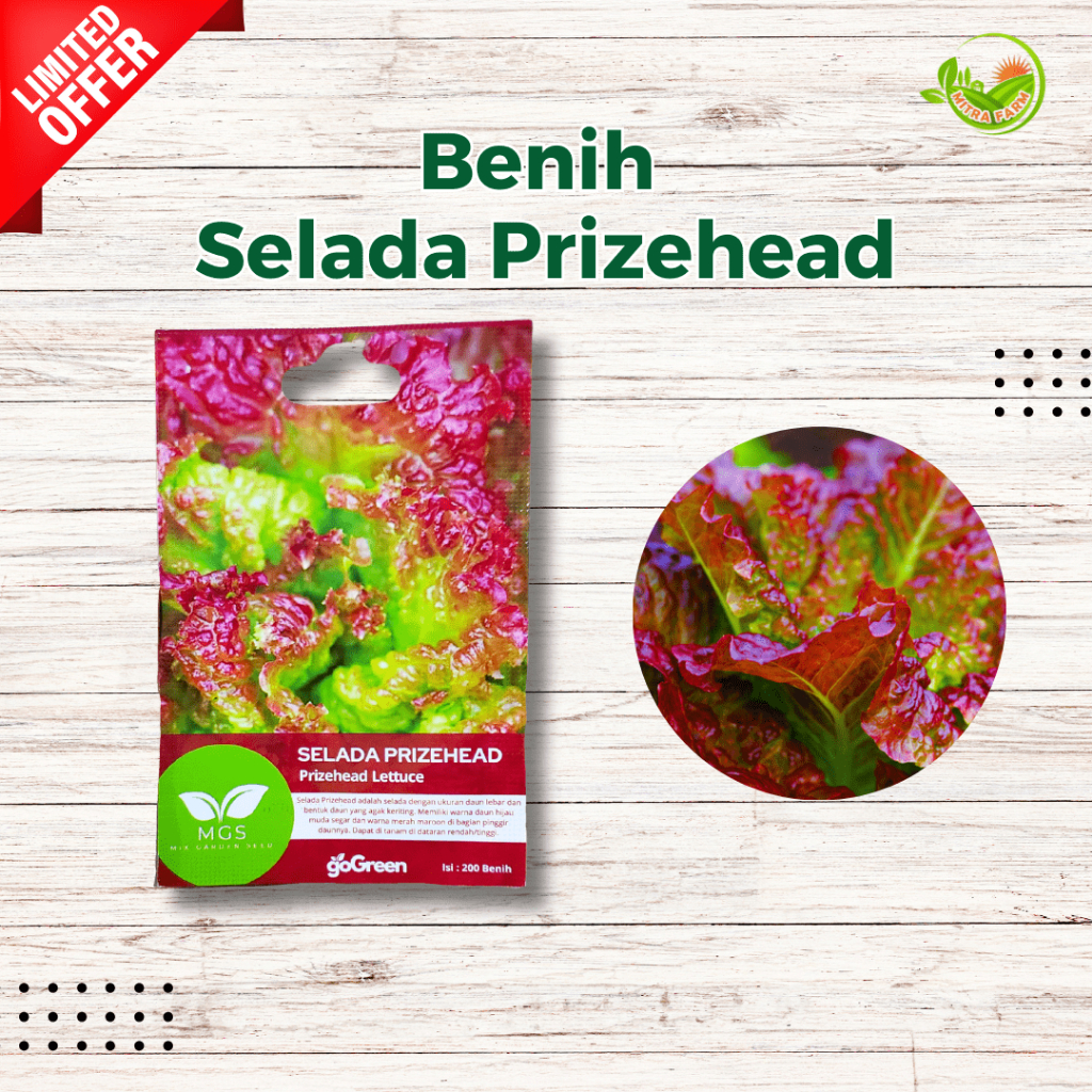 Benih Selada Merah-Selada Prizehead/Benih Prizehead Lettuce
