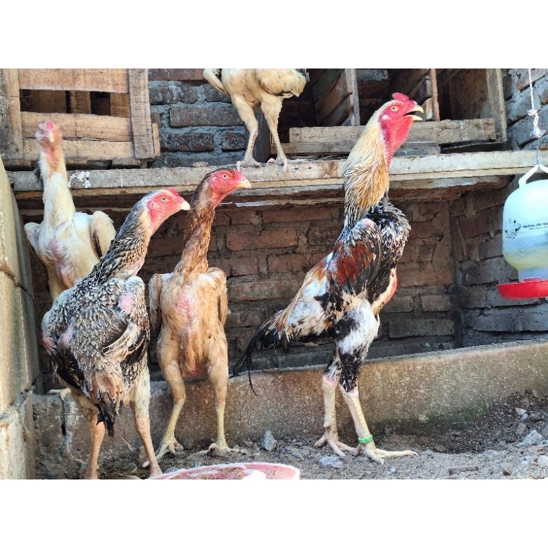 

2 EKOR AYAM SHAMO EROPA DEWASA 1 PASANG