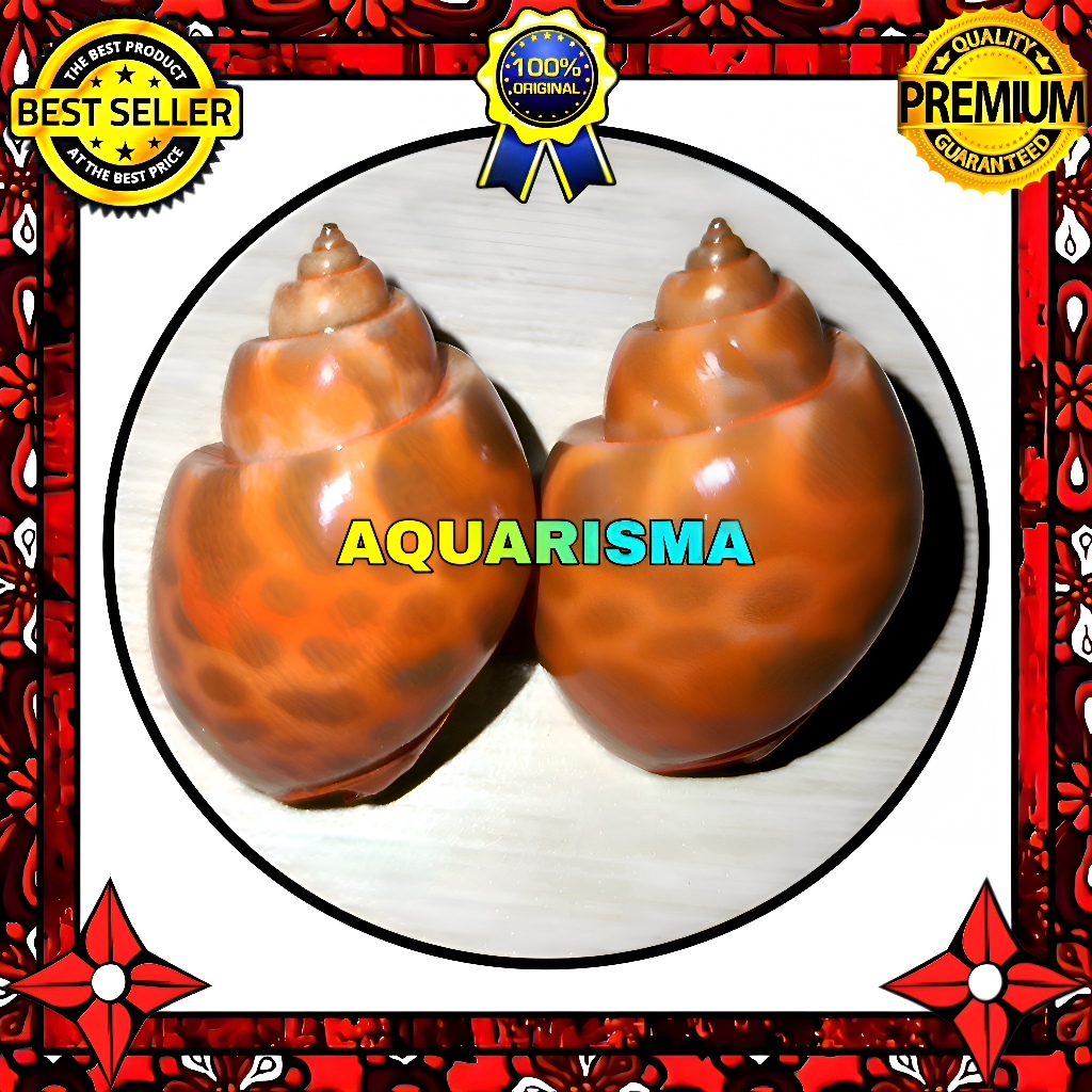 HIASAN DAN KOLEKSI - CANGKANG KEONG MACAN TURBO BABILONIA OREN TRANSPARAN GRADE A+