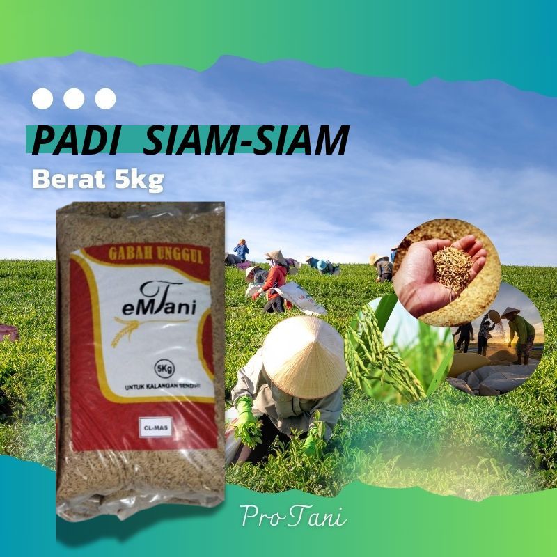 Benih Padi Unggul bibit Padi Siam-Siam ORIGINAL