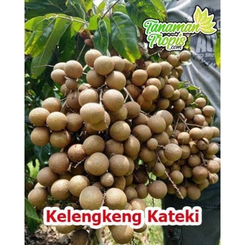 kelengkeng kateki rimbun siap buah