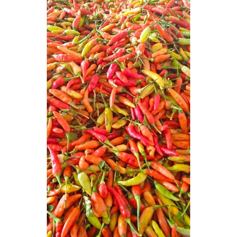 

Cabai Rawit Merah