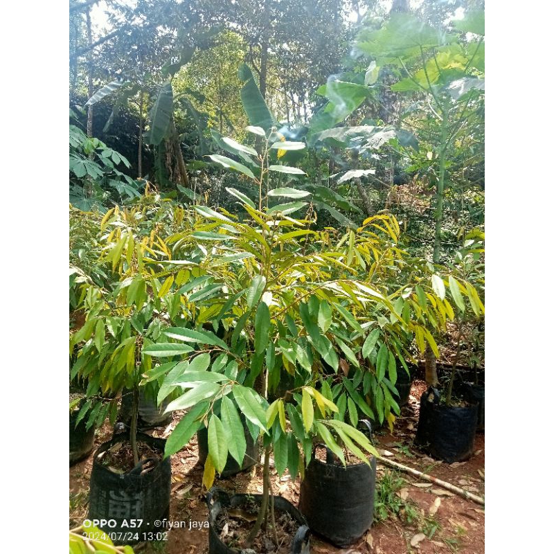 BIBIT DURIAN MUSANGKING 1 METER UP